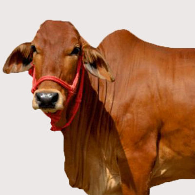 Sahiwal Cow Ghee