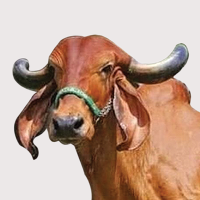 Gir Cow ghee