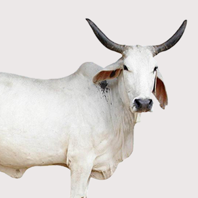 Indian Cow Ghee