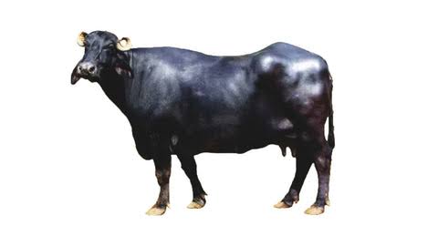 desi ghee